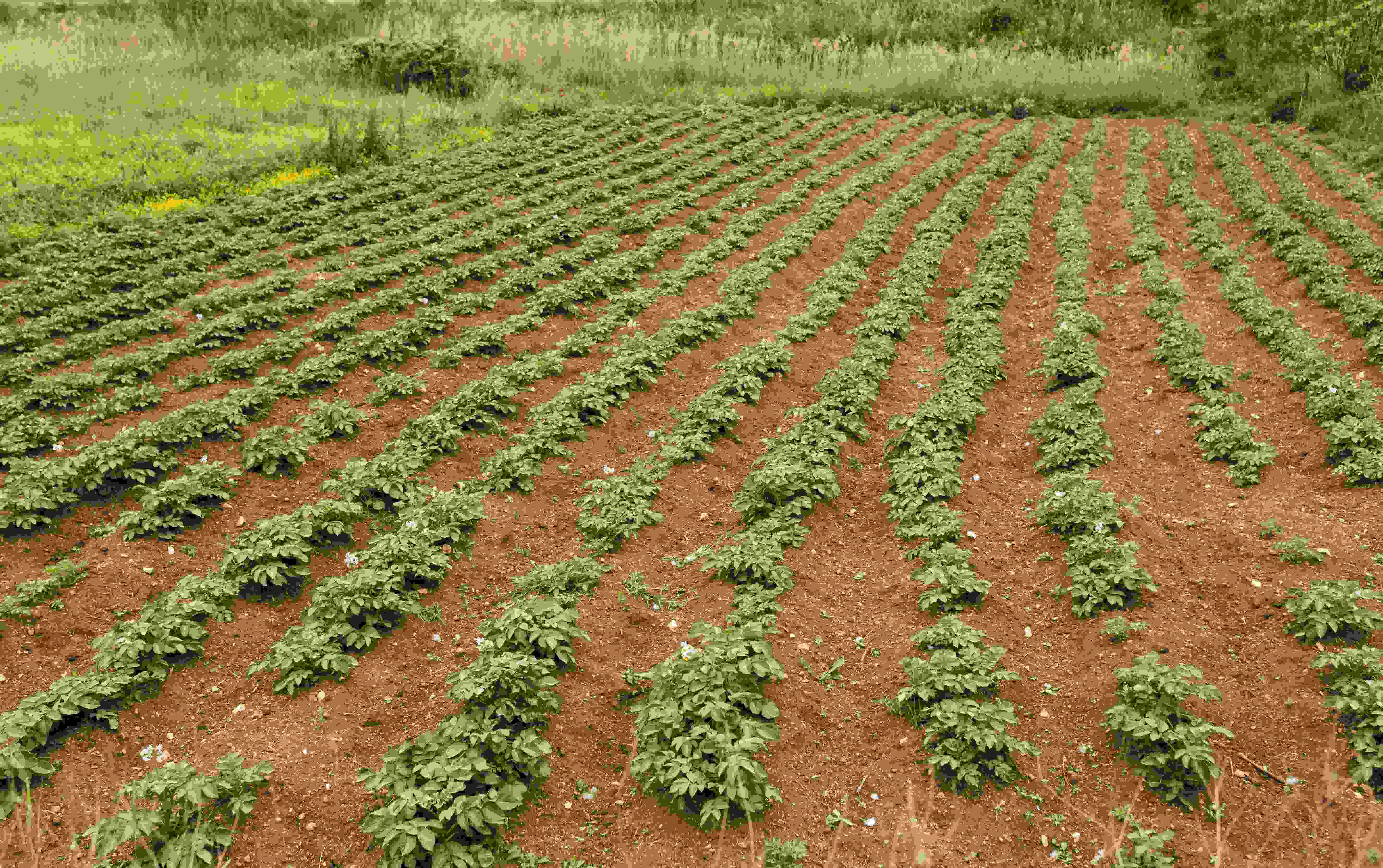 Tree Plantation